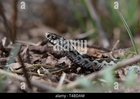 Kreuzotter, maennlich, Nordrhein-Westfalen, Deutschland Foto Stock
