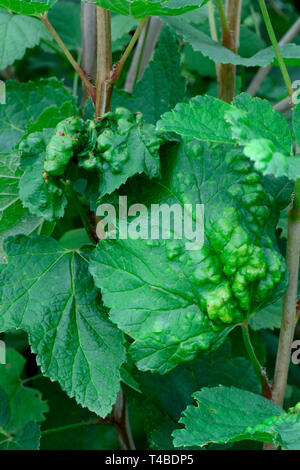Johannisbeere, Kranke Blaetter, Ribes rubrum, Blattkrankheit Foto Stock