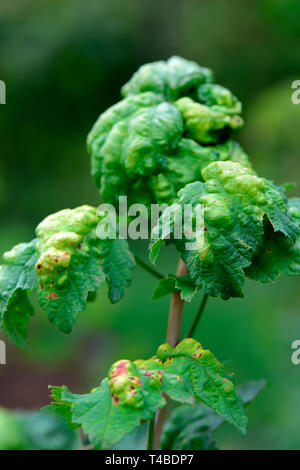 Johannisbeere, Kranke Blaetter, Ribes rubrum, Blattkrankheit Foto Stock