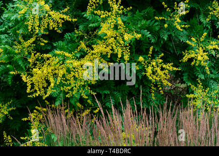 Rispiger Blasenbaum, Koelreuteria paniculata Foto Stock