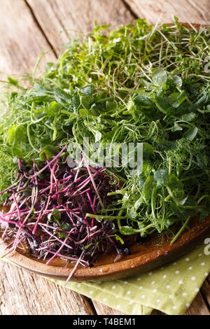 Micro green mix di piselli, il coriandolo, la senape, il ravanello di close-up su una piastra sul piano verticale. Foto Stock