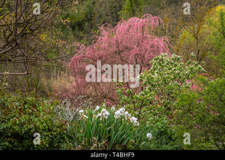 Tamerici in fiore nel bosco, Abruzzo Foto Stock