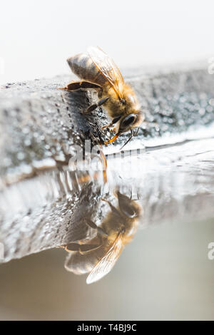Il miele delle Api - Apis mellifera - acqua potabile da bird bath, Regno Unito Foto Stock