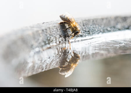 Il miele delle Api - Apis mellifera - acqua potabile da bird bath, Regno Unito Foto Stock