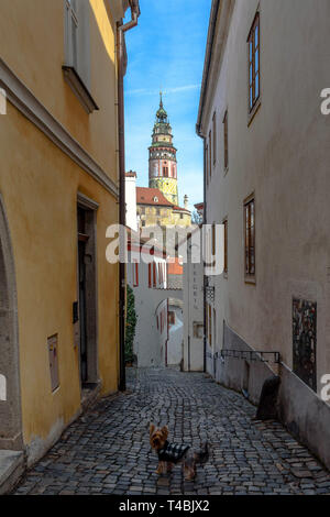 Un yorkie guardando indietro in un vicolo di ciottoli con la torre campanaria barocca di Cesky Krumlov a distanza Foto Stock