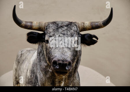 Aprile 2019 Siviglia Spagna - grigio ripiene bull imbalsamare nelle arene della Maestranza di Siviglia Foto Stock