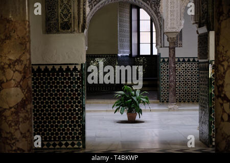 Aprile 2019 - Siviglia Spagna - Vista interna del cortile del Royal Alcazar con impianto nel centro della stanza Foto Stock