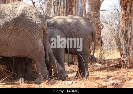 Tre Rumps dell'elefante Foto Stock