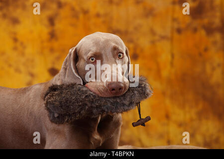 Weimaraner con fantoccio Foto Stock