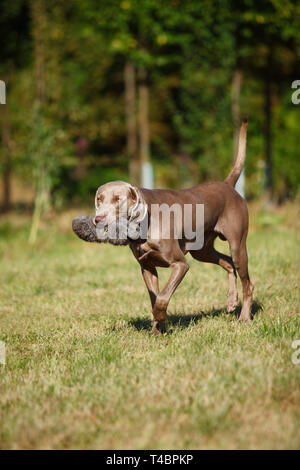 Weimaraner con fantoccio Foto Stock