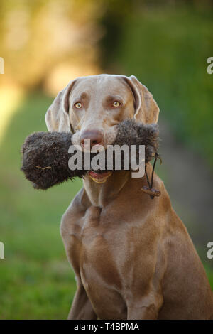 Weimaraner con fantoccio Foto Stock
