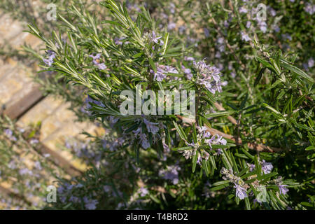 Gravelines, Dipartimento Nord, Francia, 26 marzo 2019, vista generale, piccolo giardino murato, colori primaverili © Peter Spurrier, Foto Stock