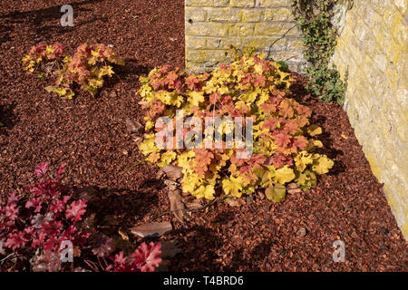 Gravelines, Dipartimento Nord, Francia, 26 marzo 2019, vista generale, formale piccolo giardino murato, colori primaverili © Peter Spurrier, Foto Stock