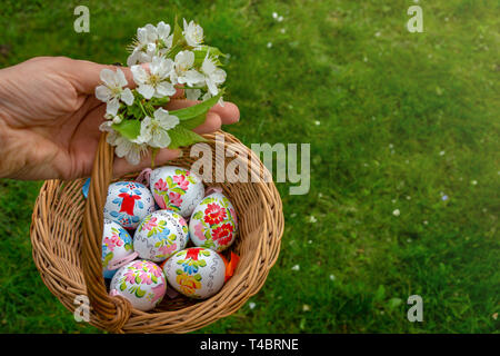 Mano azienda Close up di colorati dipinti a mano le uova di Pasqua in un cestello con fiore di ciliegio Foto Stock