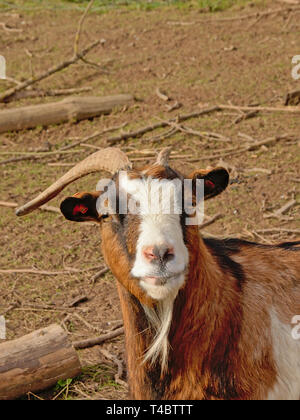 Ritratto di animali di una capra domestica con un corno, curiosamente guardando il visore, il fuoco selettivo Foto Stock