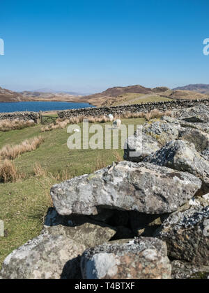 Vista panoramica a Cregennan Laghi, nella sezione sud del Parco Nazionale di Snowdonia, Gwynedd, Wales, Regno Unito Foto Stock