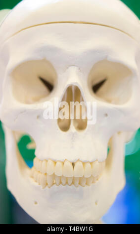 Layout di un teschio umano closeup, medico presentano Foto Stock