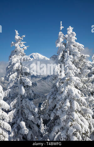 WA17114-00...WASHINGTON - Vista dal Rifugio alta parte del Mt. Tahoma sentiero capanna associazione sistema in Tahoma la foresta di stato. In lontananza il Monte Rai Foto Stock