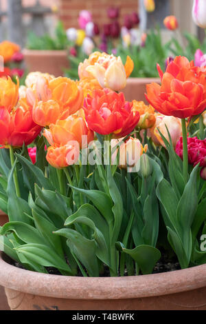 Tulipa. Tulipani colorati in vasi di terracotta fuori Aston ceramica. Aston, Bampton, Oxfordshire, Inghilterra Foto Stock