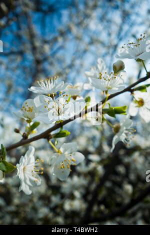 White melo fiorisce Foto Stock