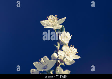 Bianco apple fiori di albero in fiore Foto Stock