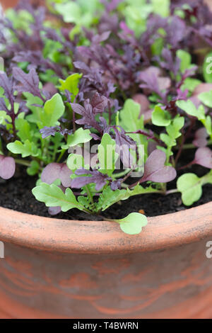 Insalata mista lascia crescere in un contenitore in aprile. Regno Unito Foto Stock