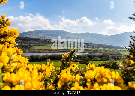 Ardara, County Donegal, Irlanda.16 aprile 2019. Luminose ginestre fiorite o telai furze il paesaggio in una bella giornata di primavera sulla costa nord-occidentale. Credito: Richard Wayman/Alamy Live News Foto Stock