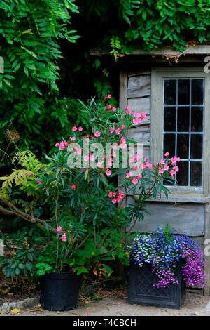 Oleandro vor Gartenlaube, Nerium oleander Foto Stock