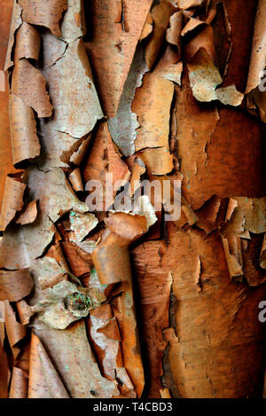 Zimtahorn, Acer griseum Foto Stock