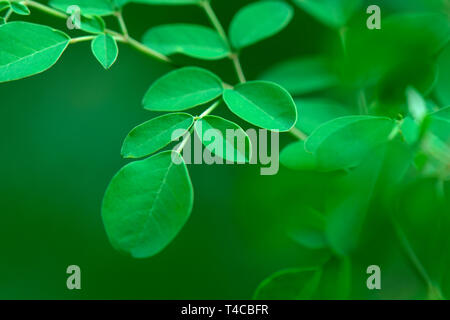 Moringa, Blaetter, Moringa Oleifera Foto Stock