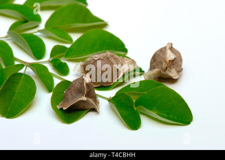 Moringa, Moringa-Samen und Moringablaetter, Moringa Oleifera Foto Stock