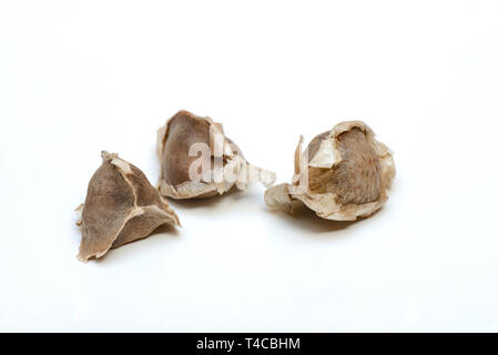 Moringa, Moringa-Samen, Moringa Oleifera Foto Stock