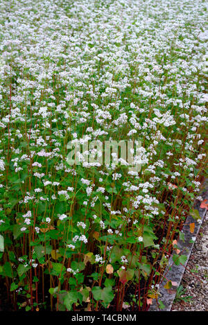 Echter su Buchweizen, Polygonum fagopyrum Foto Stock