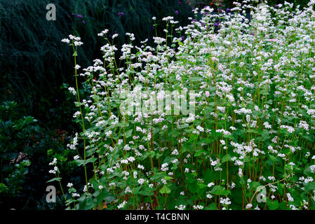 Echter su Buchweizen, Polygonum fagopyrum Foto Stock