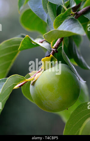 Kaki, Kakipflaume, unreife Frucht, Sorte Vaniglia, Diospyros kaki, Sharonfrucht Foto Stock