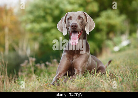 Weimaraner, maschio Foto Stock