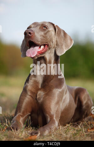 Weimaraner, maschio Foto Stock