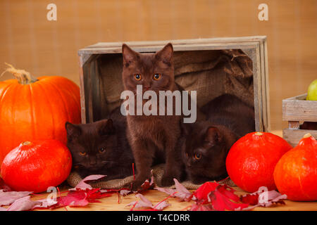 British Shorthair, gattino, cioccolato, 5 mesi Foto Stock