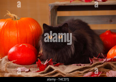 British Longhair Cat, nero Foto Stock