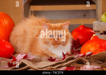 British Longhair Cat rosso-bianco Foto Stock