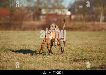 Weimaraner recupero Red Fox, Renania settentrionale-Vestfalia, Germania (Vulpes vulpes vulpes) Foto Stock