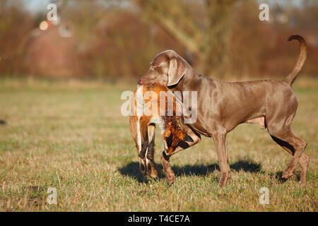 Weimaraner recupero Red Fox, Renania settentrionale-Vestfalia, Germania (Vulpes vulpes vulpes) Foto Stock