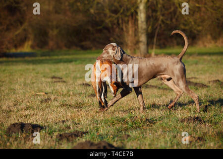 Weimaraner recupero Red Fox, Renania settentrionale-Vestfalia, Germania (Vulpes vulpes vulpes) Foto Stock