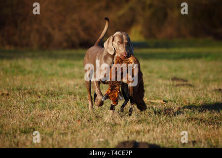 Weimaraner recupero Red Fox, Renania settentrionale-Vestfalia, Germania (Vulpes vulpes vulpes) Foto Stock