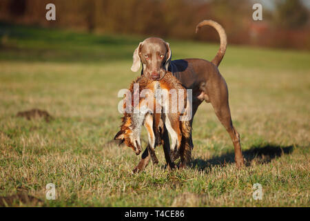 Weimaraner recupero Red Fox, Renania settentrionale-Vestfalia, Germania (Vulpes vulpes vulpes) Foto Stock