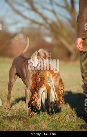 Weimaraner recupero Red Fox, Renania settentrionale-Vestfalia, Germania (Vulpes vulpes vulpes) Foto Stock