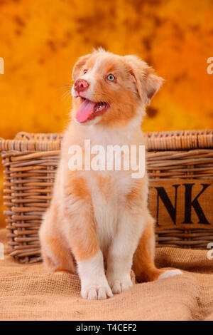 Pastore australiano, cucciolo, 8 settimane, red merle Foto Stock