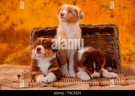 Pastore australiano, cuccioli, 8 settimane, red tri e red-merle Foto Stock