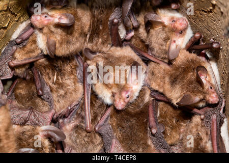 Bechstein bat, di uccelli nidificanti, scatola (Myotis bechsteinii) Foto Stock