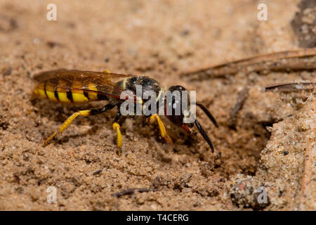 Unione beewolf, terreno sabbioso, nido, (Philanthus triangulum) Foto Stock